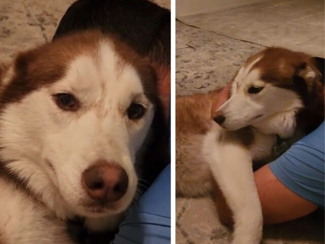 L’Husky comincia a fare i capricci e ha un piccolo crollo quando la sua sorellina riceve tutte le attenzioni