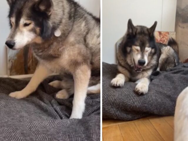 L’età non rende più discipilinati: questo Husky anziano si rifiuta di andare a letto all’orario indicato e fa ridere tutti