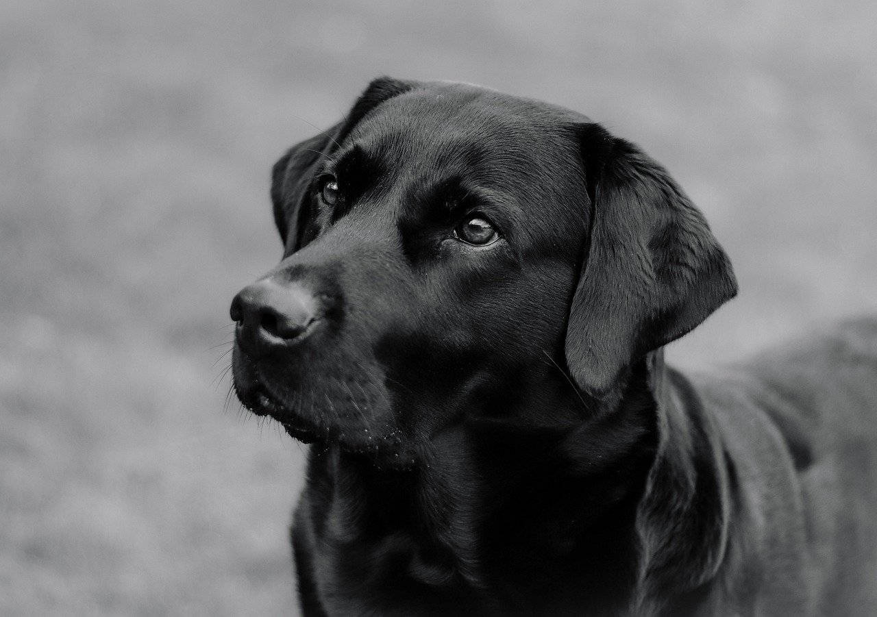 Cane perplesso