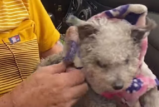 Il cane tassista che ha commosso il mondo esala il suo ultimo respiro tra le braccia del suo vero amore