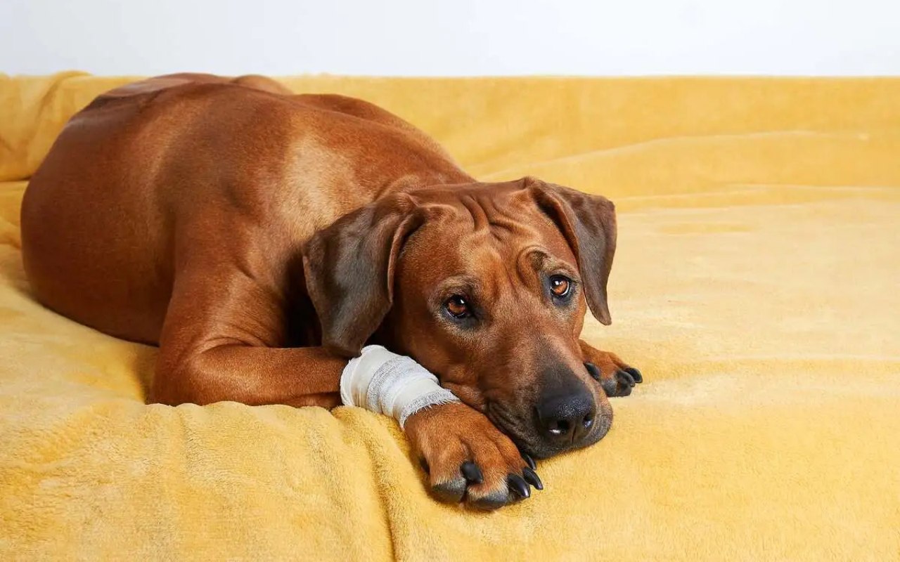 cane con la zampa fasciata