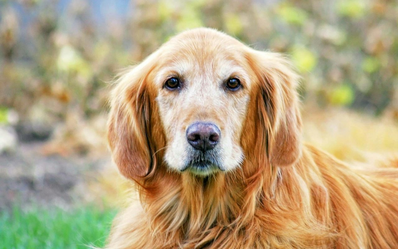 cane golden retriever