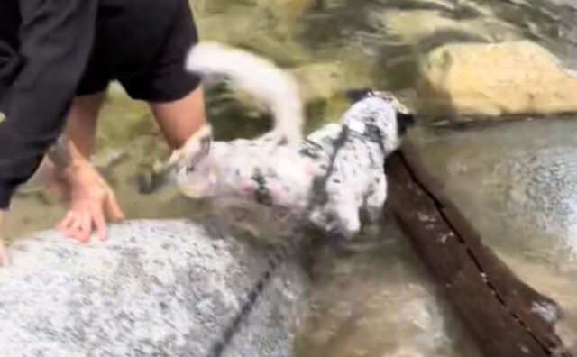 Il tentativo del cane di recuperare il più grande bastone a sua disposizione è a dir poco esilarante (VIDEO)