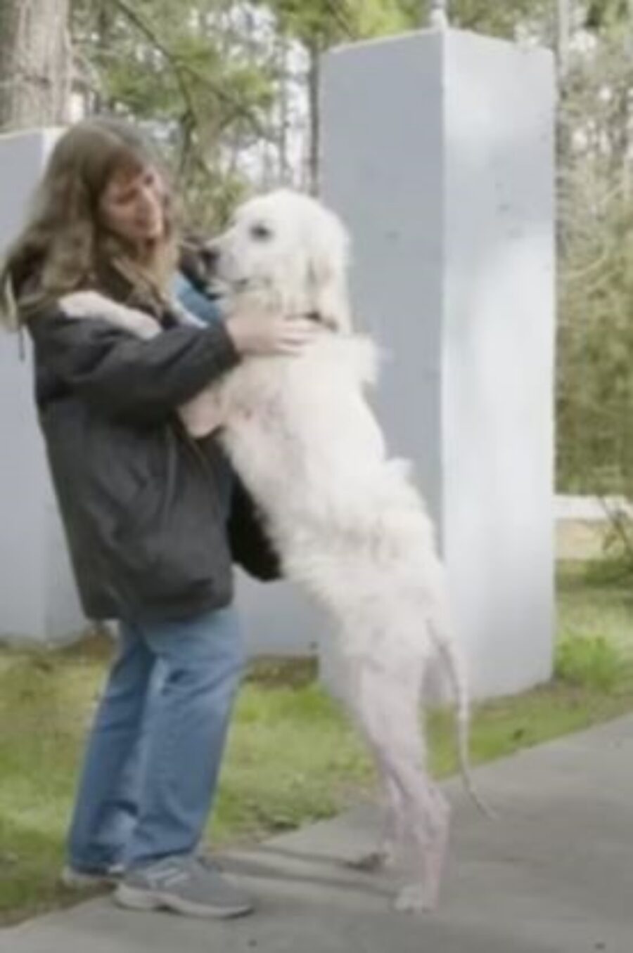 un cane bianco di nome Mooney