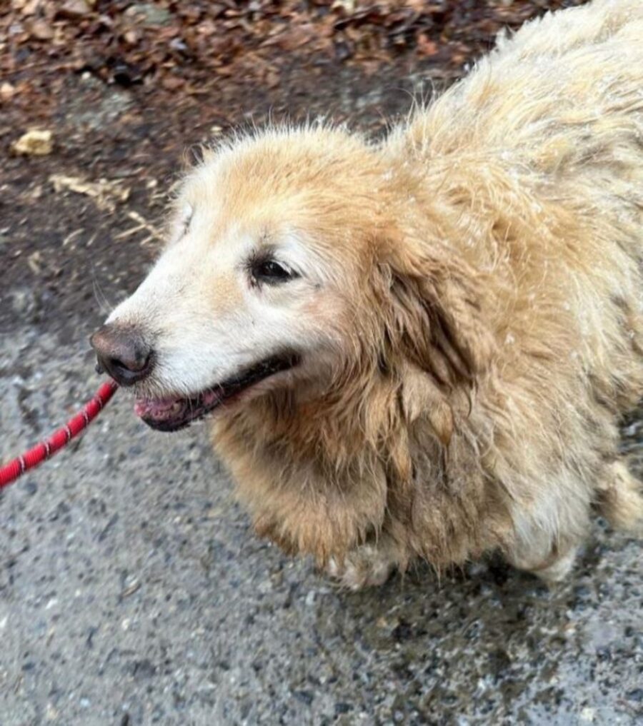 un cane che sorride