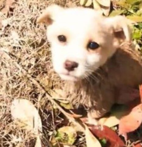 Si accorge del cucciolo di cane bloccato bel fango e non ci pensa due volte: corre subito ad aiutarlo