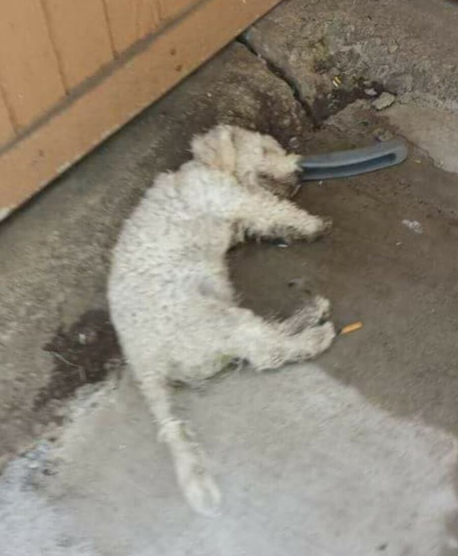 Un cane sdraiato a terra