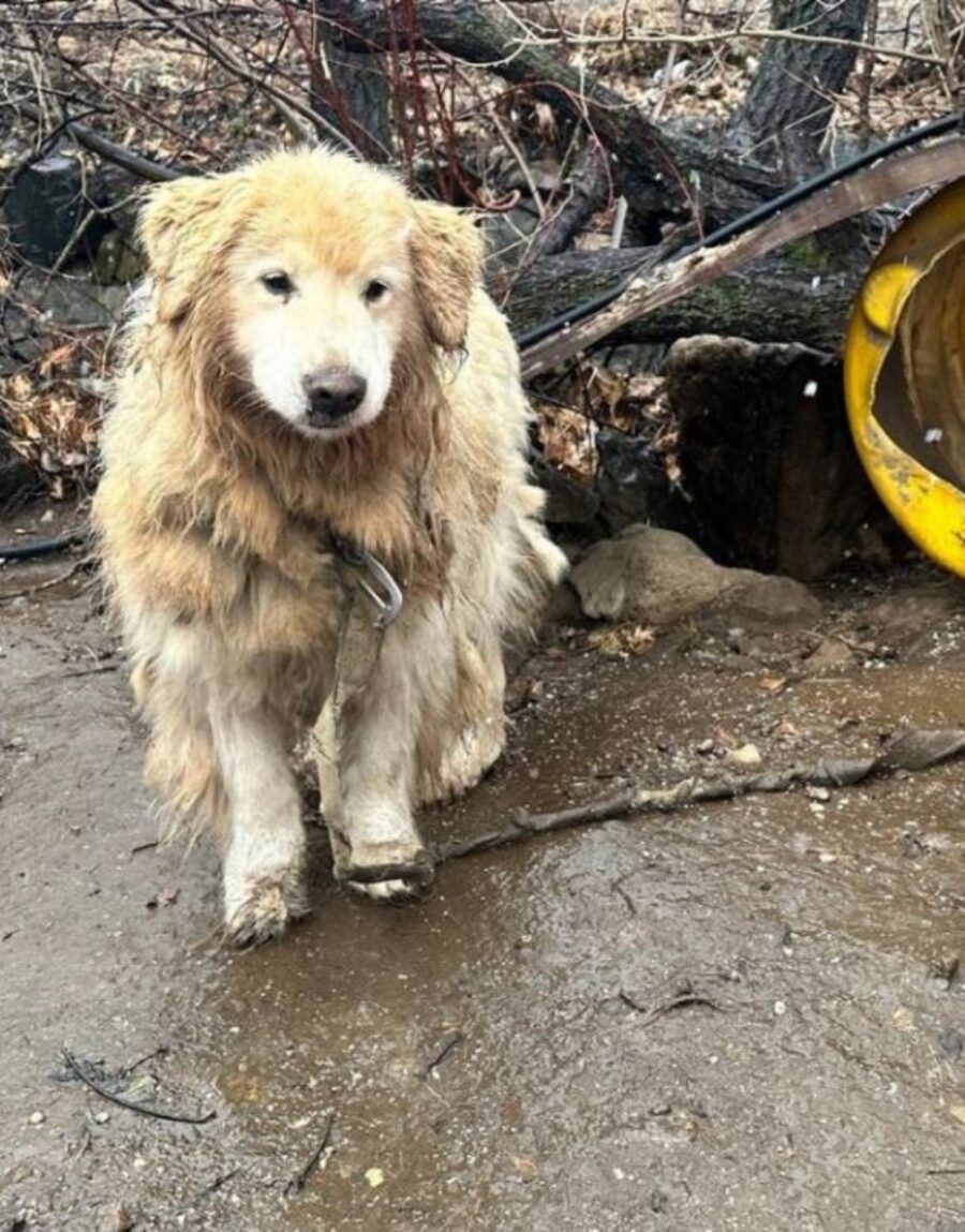 un cane legato nel fango