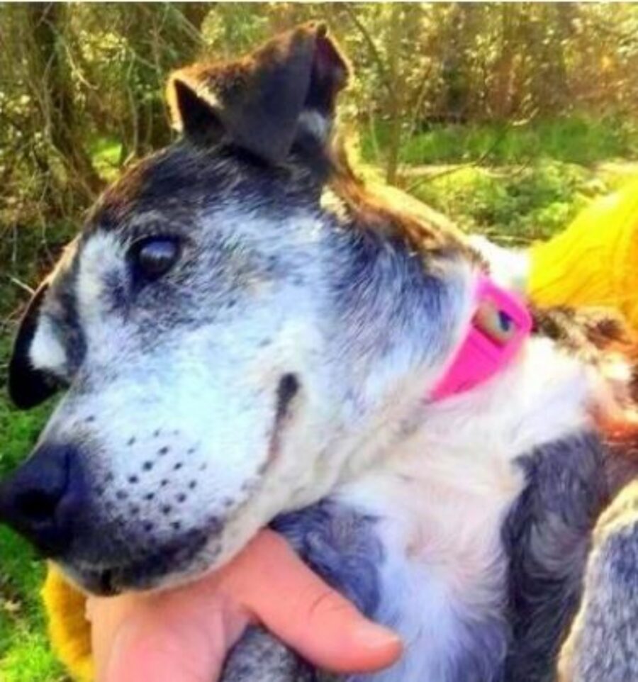 un cagnolino anziano