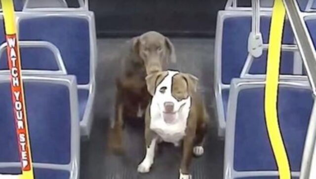 Il conducente dell’autobus non ha potuto fare a meno di caricare sul mezzo due cani tremanti e spaventati