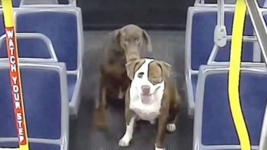 due cani sul bus 