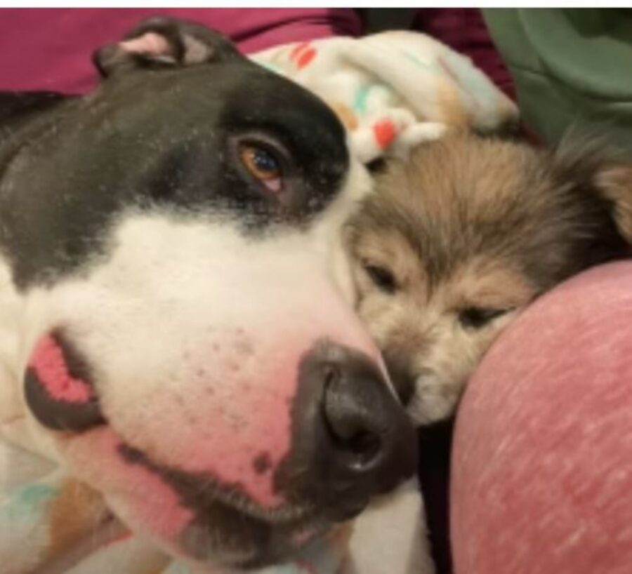 un cagnolino con il suo nuovo fratellone