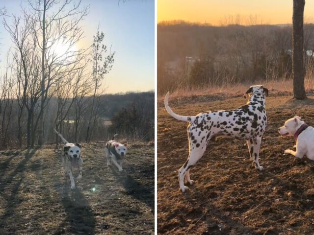 Una vera storia d’amore: questo Dalmata va al secondo appuntamento con il Pit Bull ed è tutto estremamente romantico