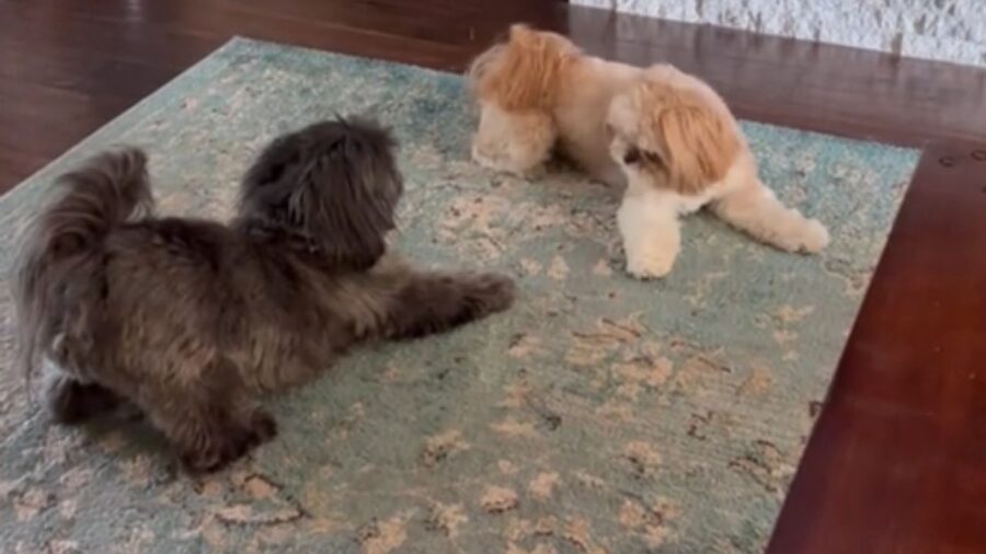 cagnolini sul tappeto