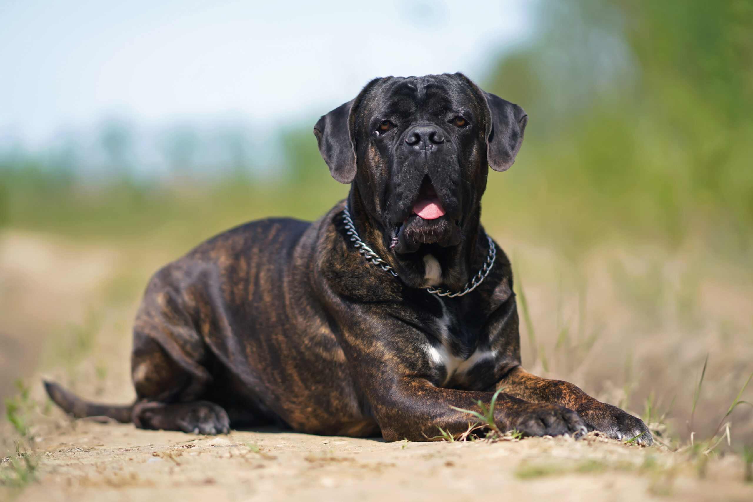 cane corso