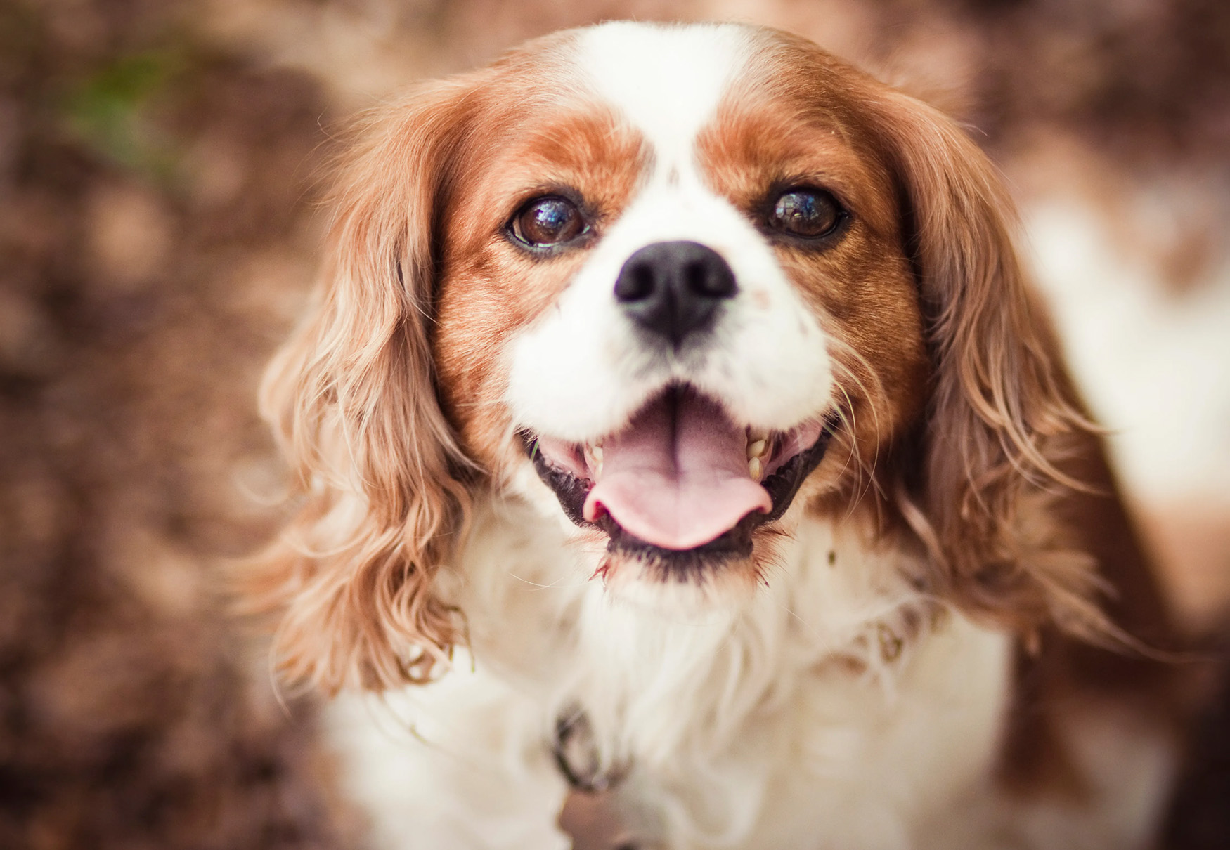 Cavalier King Charles Spaniel cane