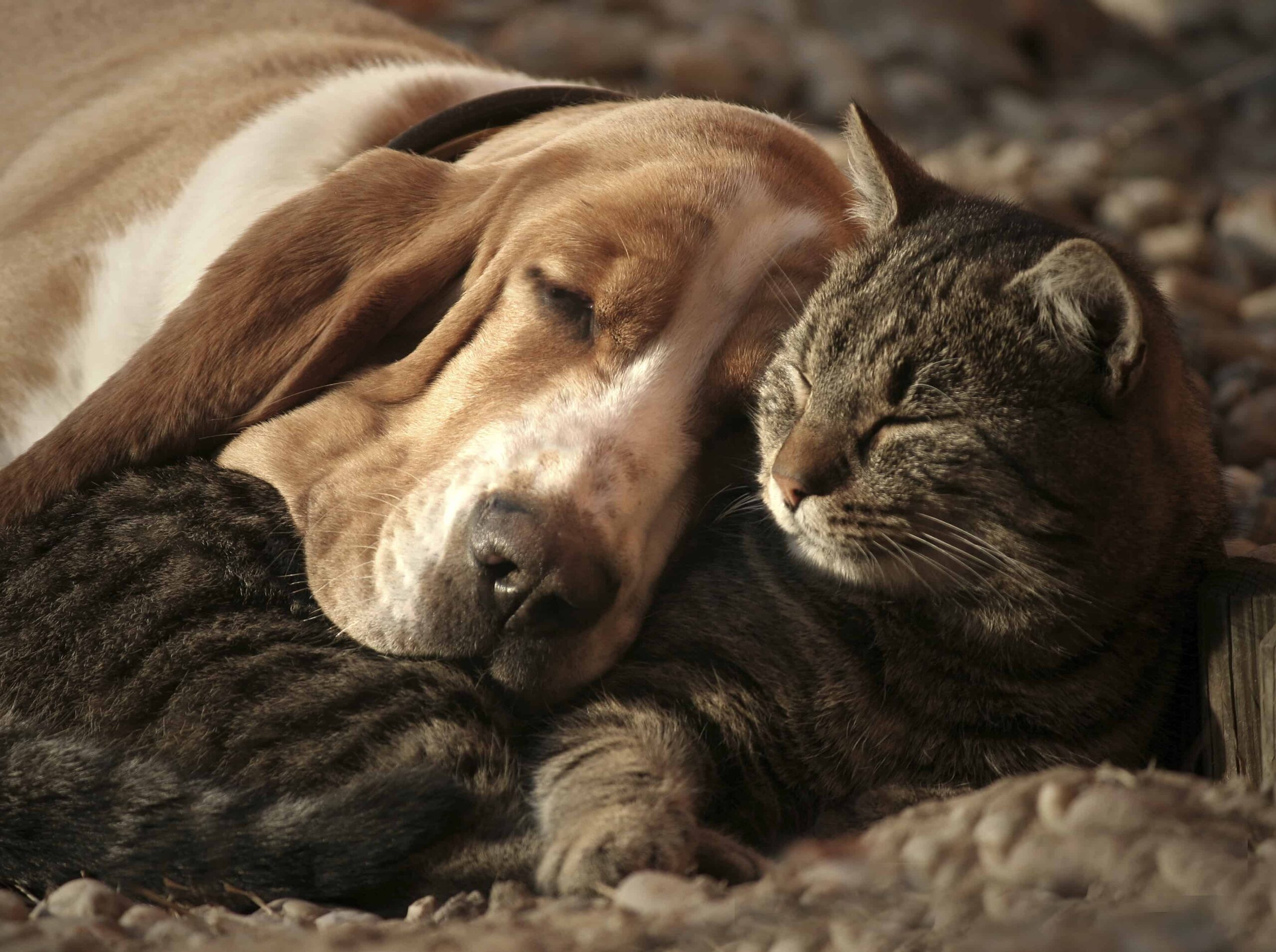 cane basset hound con gatto