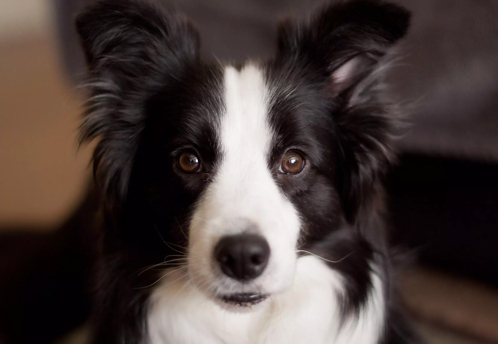 cane border collie