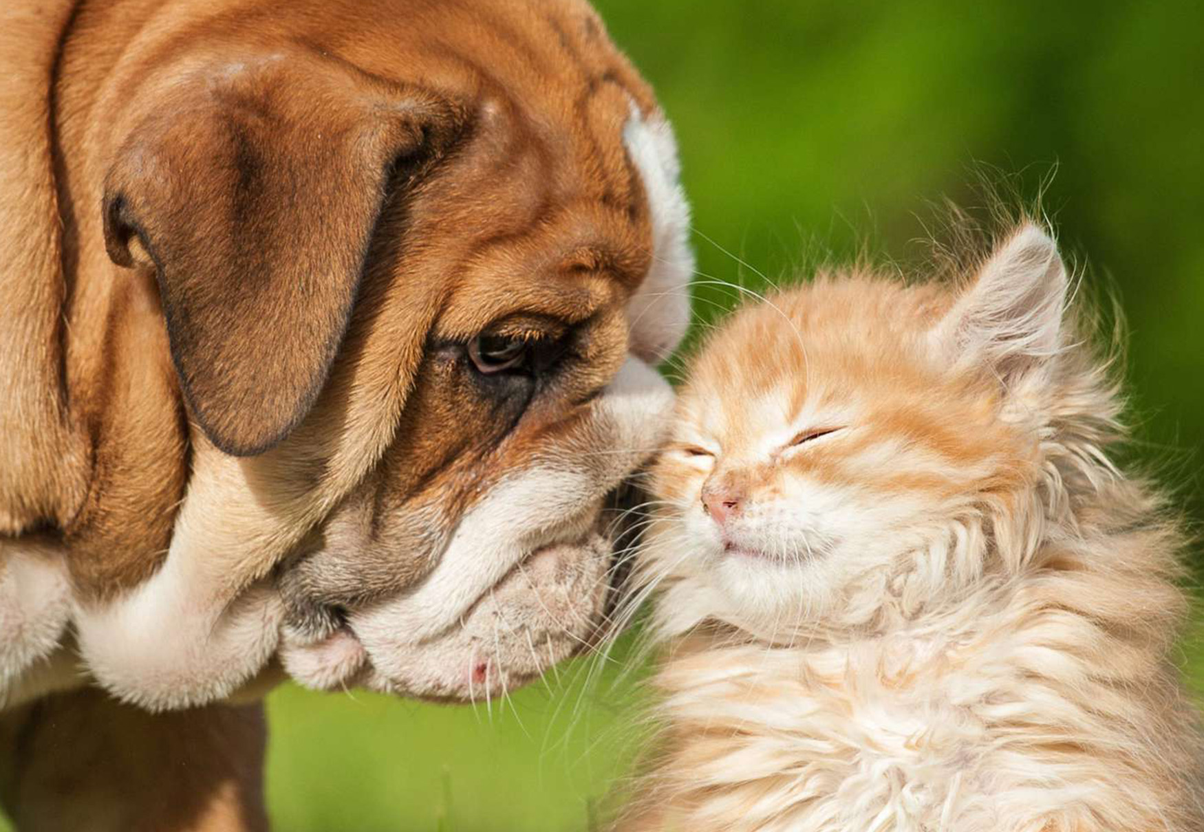 cane e gatto amici