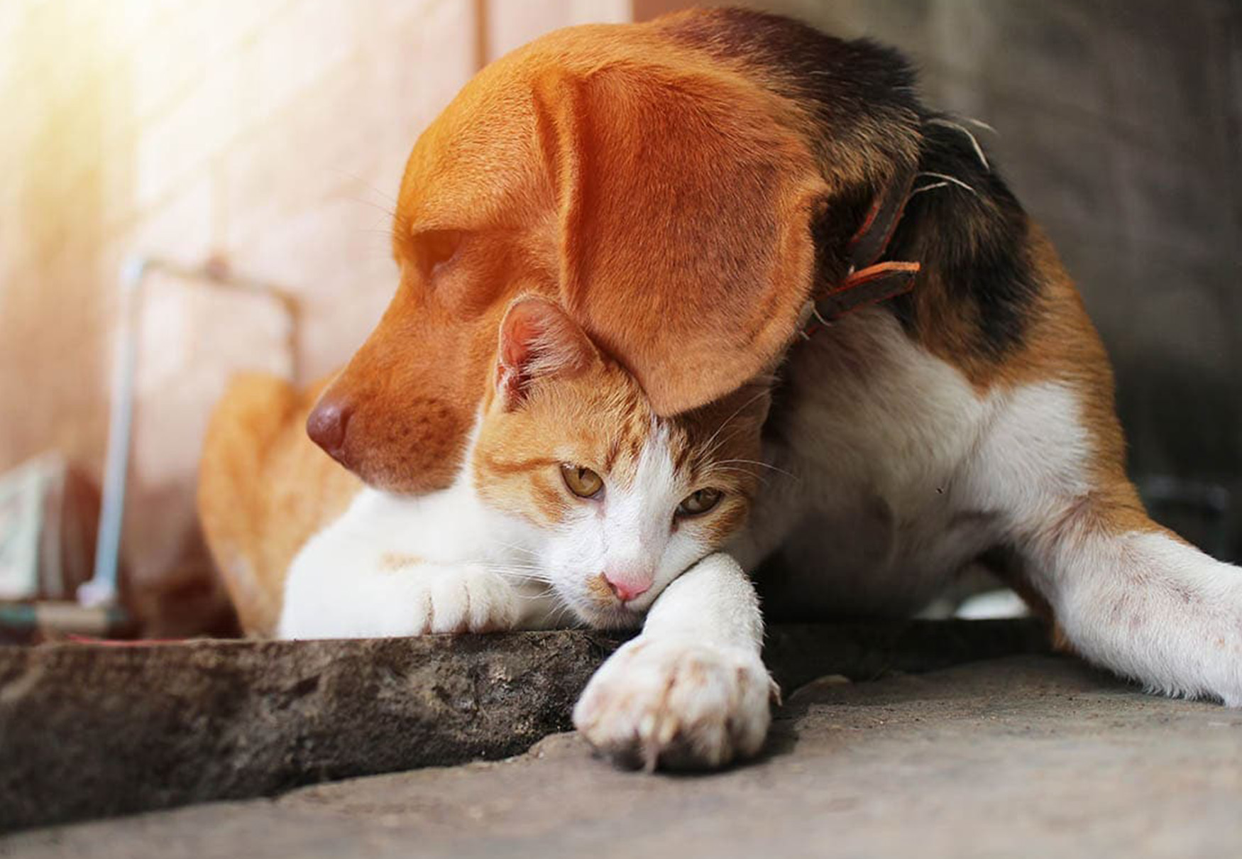 cane beagle e gatto si coccolano