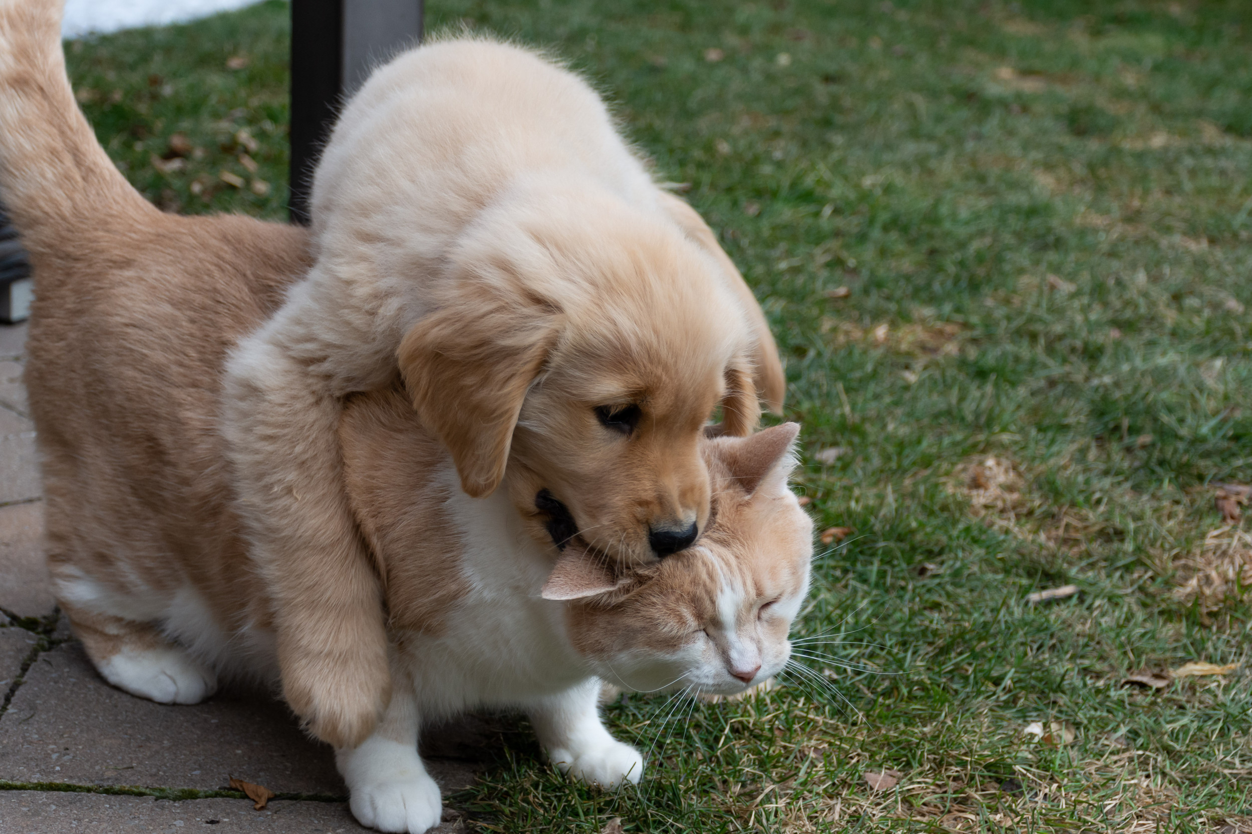 cane golden retriever gioca con gatto