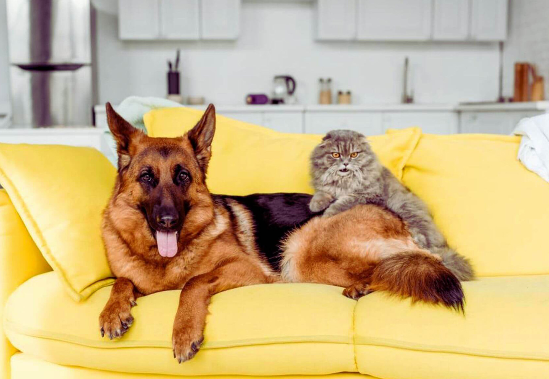 gatto e cane sul divano
