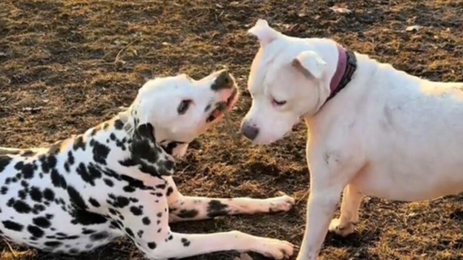 dalmata con legnetto in bocca