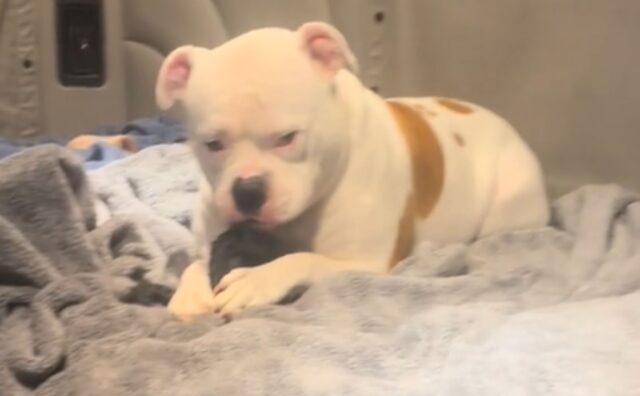 Cani pericolosi? Questo American Bully sorpreso a masticare il suo guinzaglio dimostra quanto la razza sia adorabile (VIDEO)