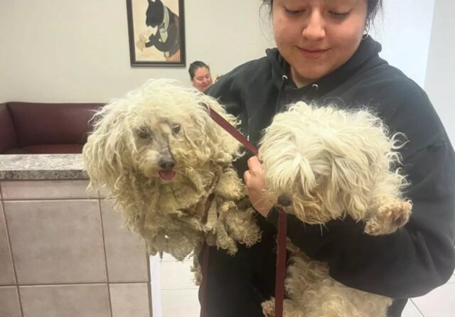 Cani randagi entrano nel cortile di una scuola sperando di trovare qualcuno che possa aiutarli