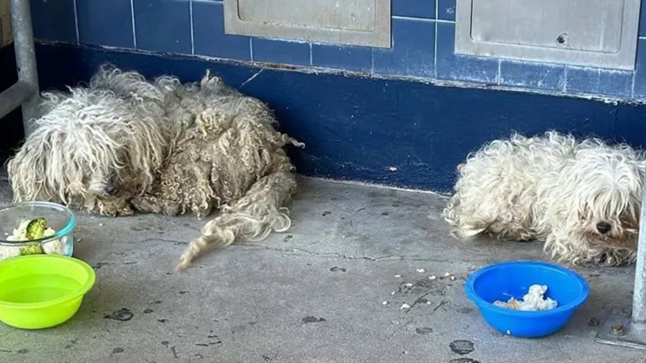 Cani randagi nel cortile della scuola