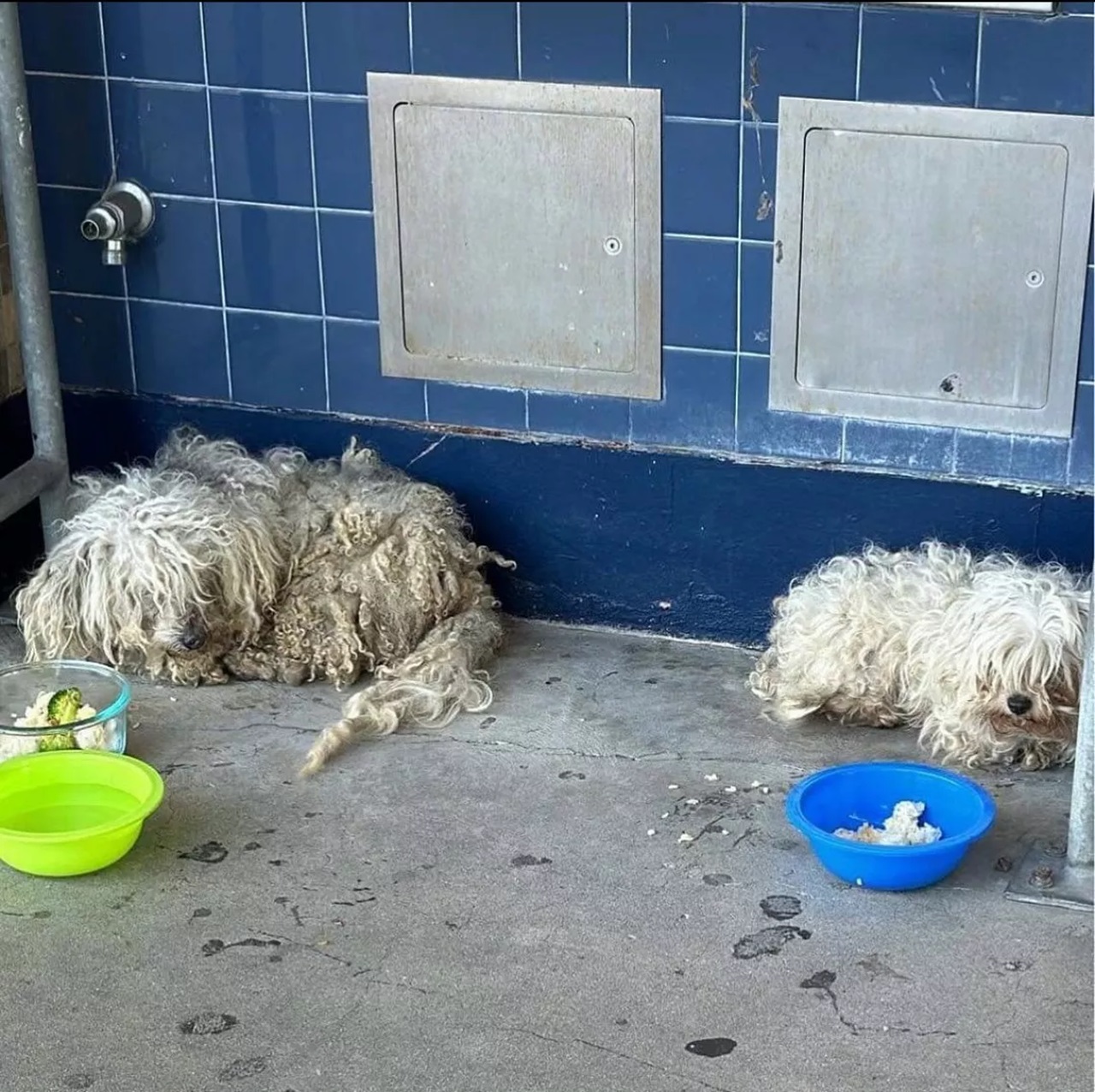 Cani randagi a scuola