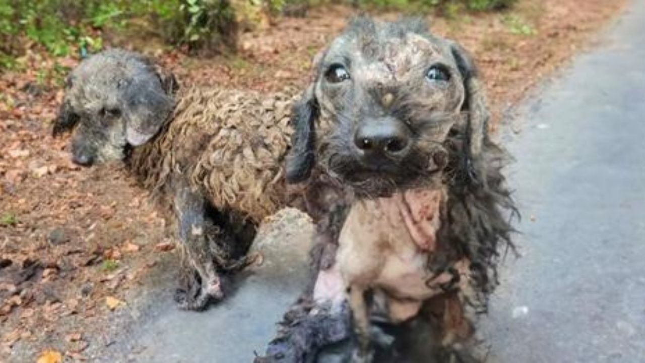 cani salvati da maltrattamenti