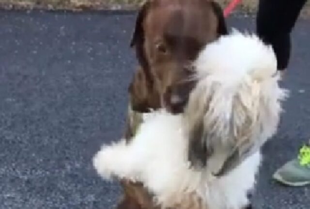 Erano rimasti separati per diverso tempo: quando si sono rivisti i due cani non volevano smettere di abbracciarsi