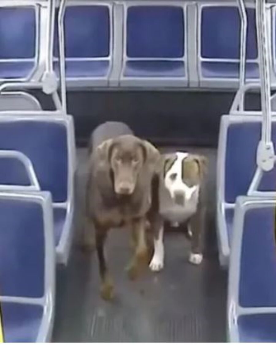 due cani su un bus 