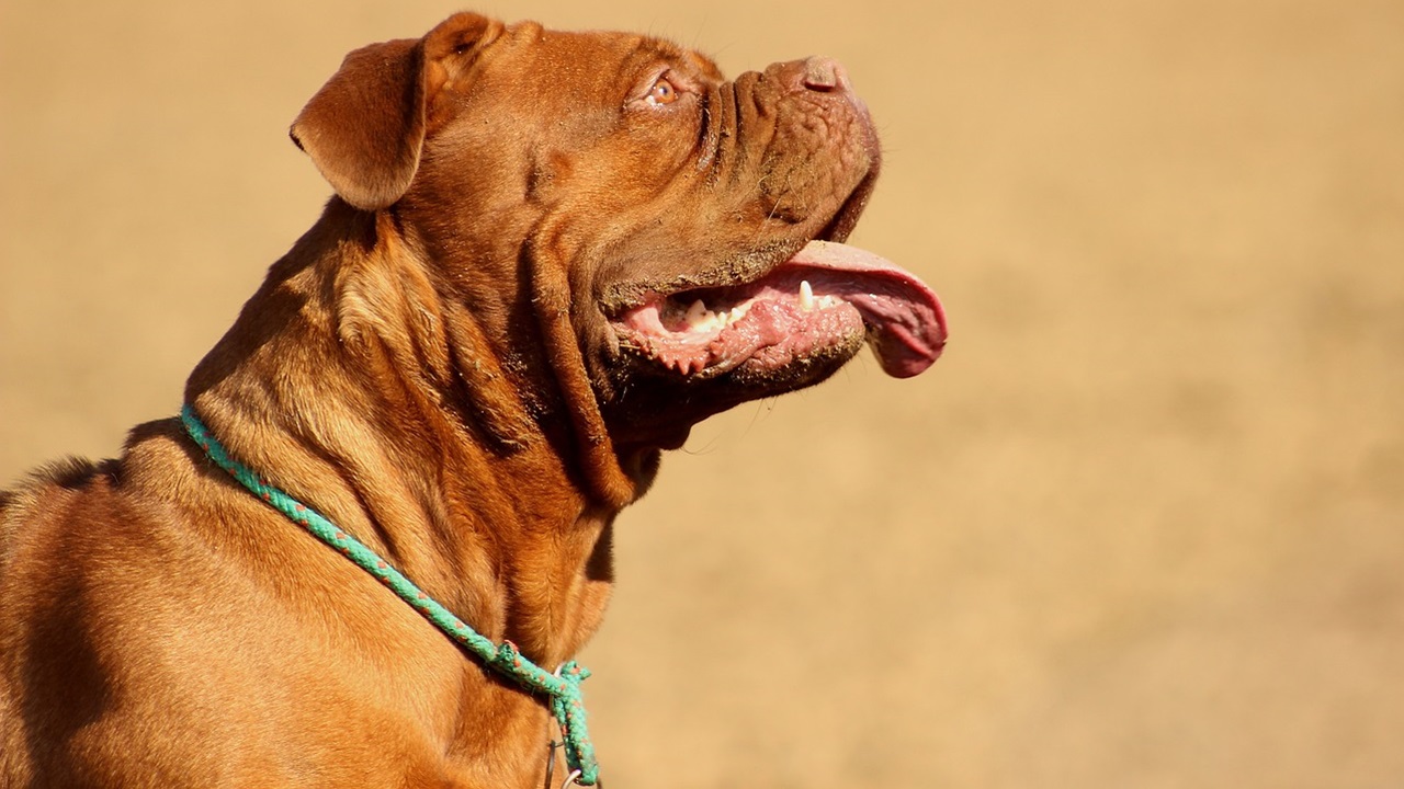 Cane con la lingua di fuori