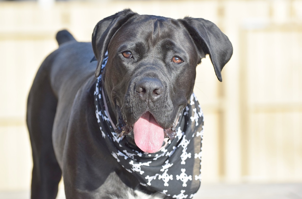 Cane con la bandana