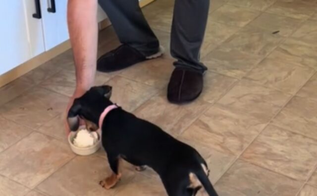 L’adorabile Bassotto ha delle abitudini precise: ogni mattina aspetta che il suo papà prepari la sua colazione preferita (VIDEO)