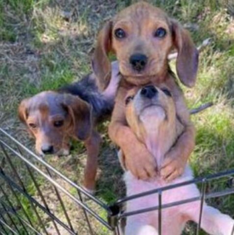 Il cucciolo di Beagle si stringe alla sua sorellina con tutto il cuore, dopo che la loro vita è iniziata in modo straziante