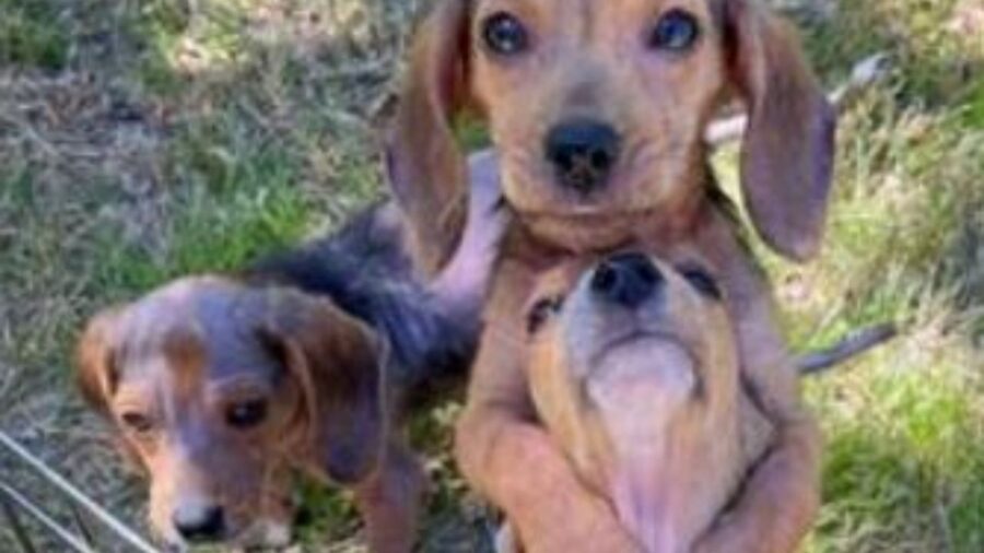 cuccioli di Beagle abbandonati