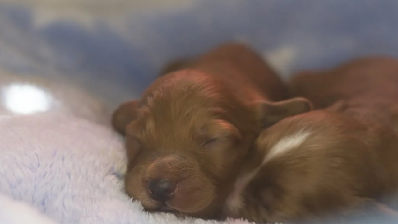 Cuccioli dormono insieme