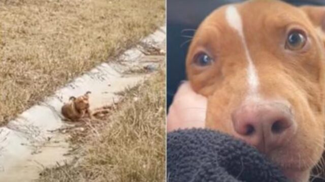 L’autista si accorge di un cucciolo di cane sofferente sul ciglio della strada e anche se lo supera fa qualcosa di determinante