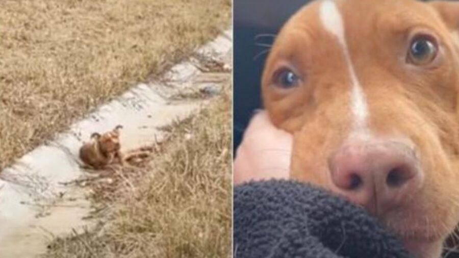 una cagnolina di nome Odella