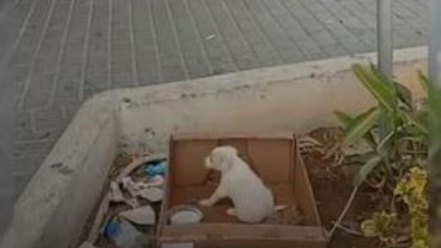 un cagnolino bianco abbandonato