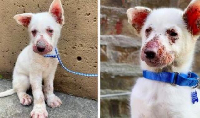 Il cane è rimasto lì, legato nel cantiere, mentre aspettava che qualcuno gli desse l’amore che ha sempre meritato