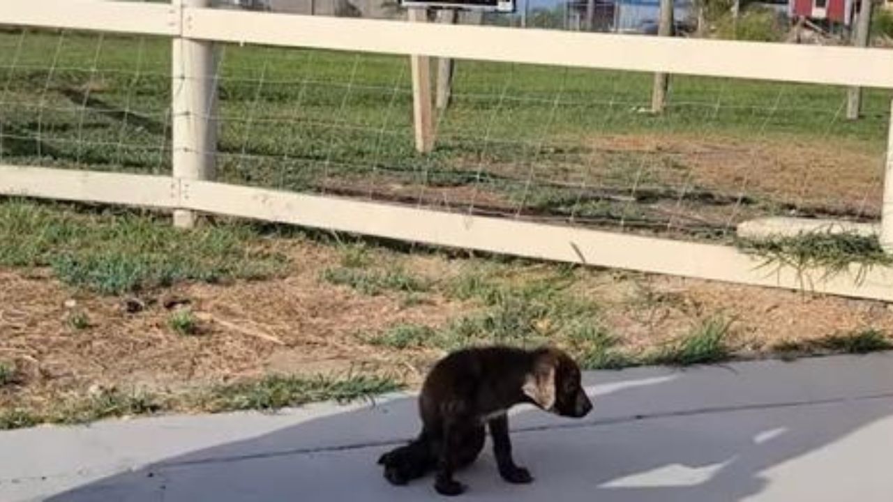 cucciolo di cane abbandonato