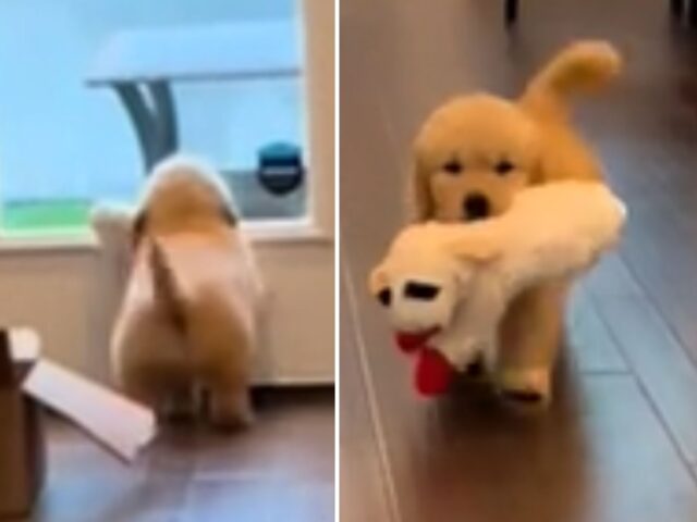 Il piccolo Golden Retriever capisce che la mamma è in partenza: quello che fa è davvero commovente