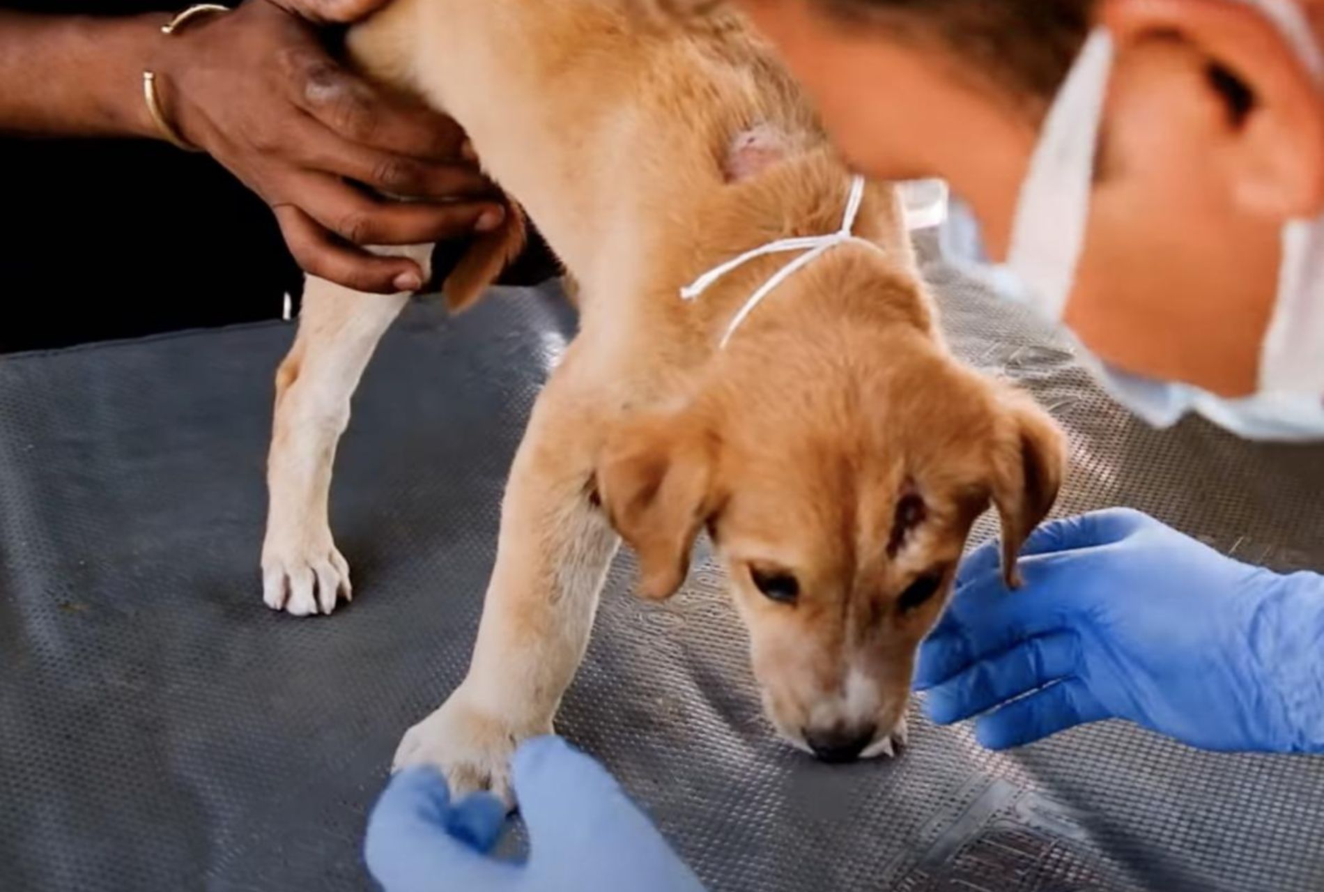 cucciolo richiede cure mediche