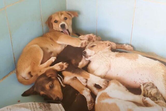 Il cucciolo di cane ha ricevuto tutte le cure mediche che gli servivano, ma nessuno riusciva a guarire la sua anima triste