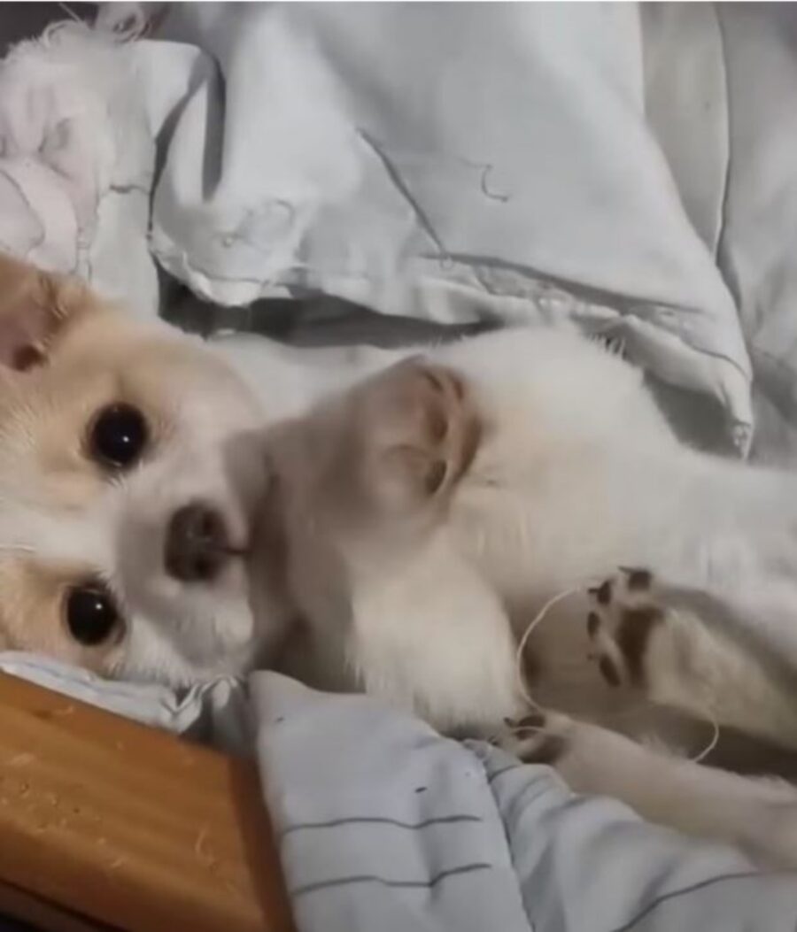 un cucciolo che gioca sul letto