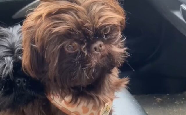 La mamma umana fa un discorso d’incoraggiamento allo Shih-Tzu: per lui è in arrivo un momento “tragico” (VIDEO)